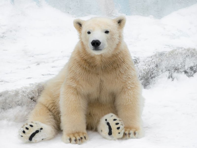 In a snowbank