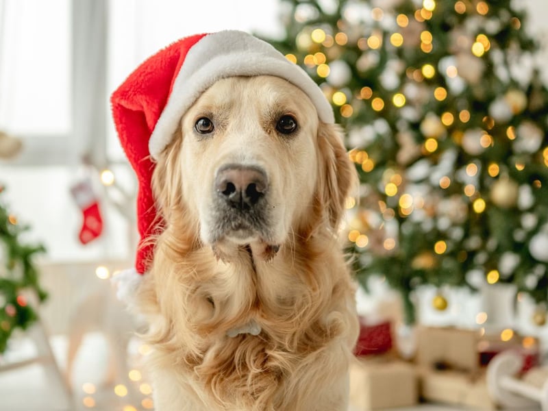 Bark the Herald Angels Sing