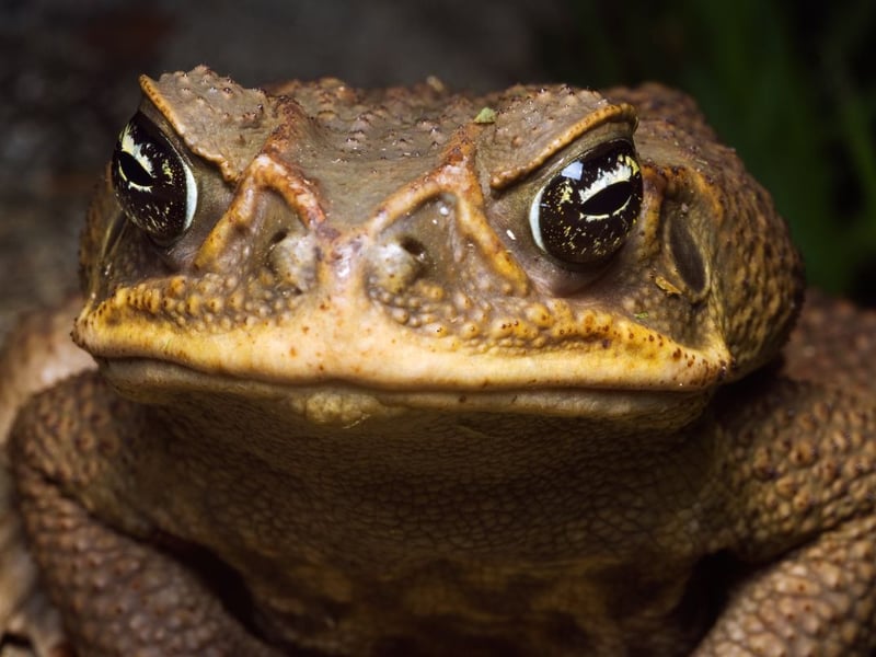 Mistle-toad.