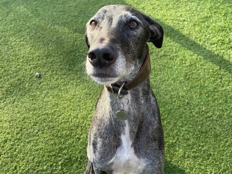 Jamie is a 7-year-old Lurcher. He is a friendly boy but can take a little time to build up a bond with people. Jamie would like to be the only pet in the home and can live with children aged 14 and above. Jamie can be unsure around other dogs and is looking for an experienced home that can support him with this and continue to walk him in quiet areas where he can avoid any off-lead dogs. Jamie is not used to being left alone so would need someone at home with him most of the day to help him build this up gradually.