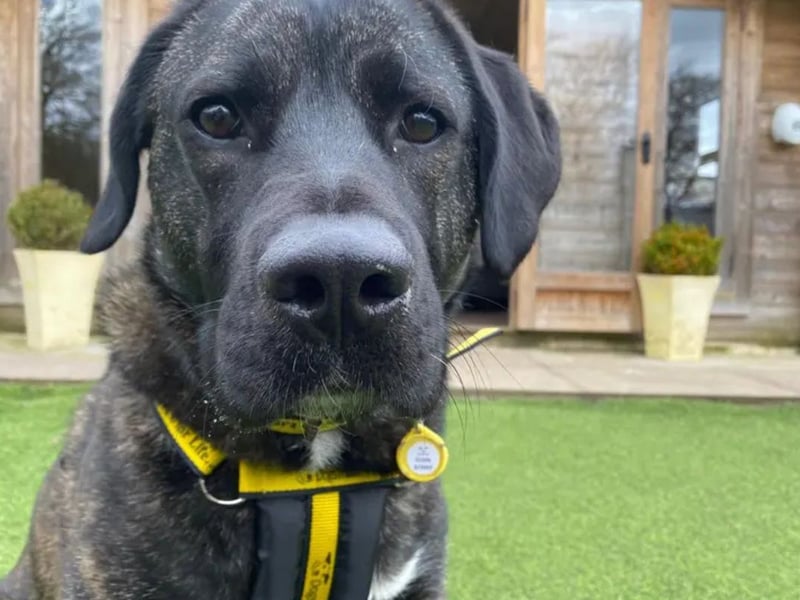 Ruby is a beautiful 2 year old crossbreed. She is looking for a home where she can be the only pet in the house. She would love to live in a calm, adult only home and have her own garden to play with her toys. She is happy being left in the home for a few hours, is fully housetrained and loves to travel for adventures in the car. She would make a great addition to a calm, understanding family.