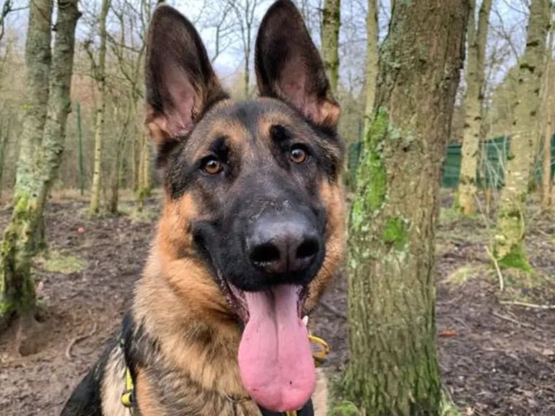 Lawson is an 2-year-old German Shepherd. Lawson is a big friendly lad who is great fun to be around. He is at his best when spending time with his family doing some 1-2-1 training, playing games or having a snuggle on the sofa. He is looking for experienced owners who are familiar with the shepherd breed and are keen to continue his training. He can forget his manners when he is excited or bored and can do alert barking. He is looking for someone who can work on this with him and keep his mind and body busy! He is a young and energetic boy who would love to have an active family to take him on lots of exciting adventures in quiet areas and who are able manage his strength on the lead. Lawson is a happy boy who can live with children aged 16 and above and would like to be the only pet in the home. He struggles around other dogs and would like to walk in quiet, calm areas where he is unlikely to see other dogs. He is playful lad who loves to chase after his toys, especially his favourite squeaky alligator. He loves to interact with his people and prefers to play games with you instead of entertaining himself. He would love to have a garden where he can do lots of zoomies, continue his training and have fun with his family.