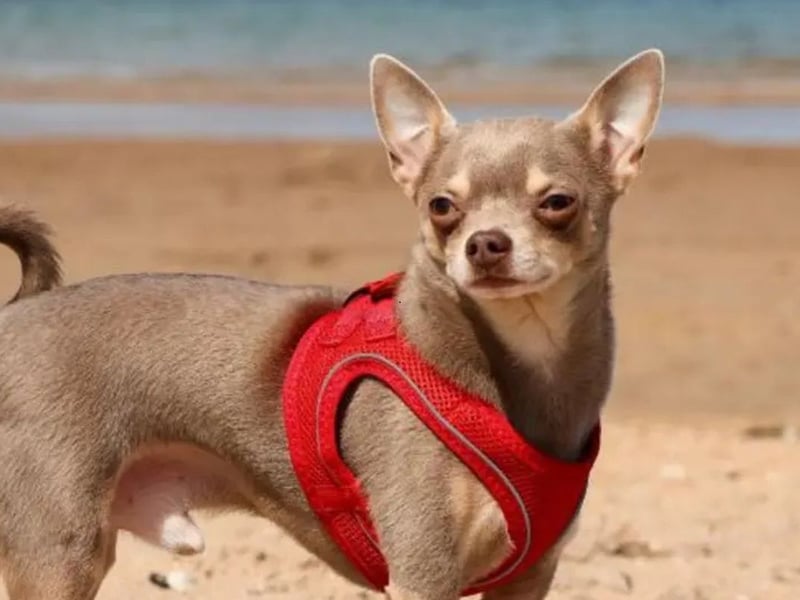 Taco is 4-year-old Chihuahua. Taco may be small but has a huge personality! He will need time and space when meeting people, however once he trusts you he will happily be your best friend. Taco is looking for a quiet and calm adult only home and to be the only pet. Taco would like his own garden where he can potter around and enjoy lounging in sunny spots. Taco can be worried when meeting strangers and dogs when out on walks so is looking for an experienced home who have had a dog with a similar nature who can support him with this.