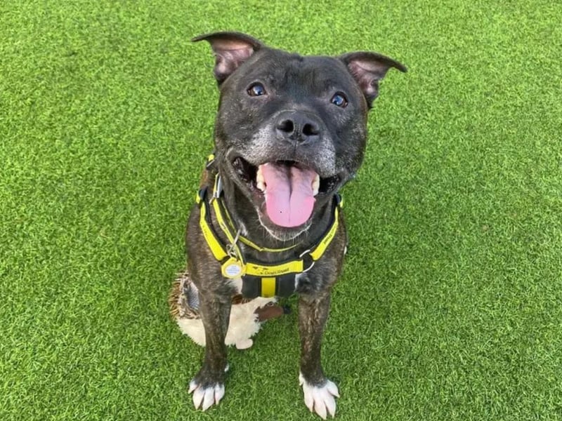 Harvey is a lovely 3-Year-Old Staffordshire Bull Terrier. He is a very sweet boy who can be a little unsure of people to begin with, but warms up quickly and loves affection. He is looking for an experienced home and can live with children aged 10-Years-Old and above. Harvey would like access to his own secure garden to play and is happy to travel in the car for adventures. He is happy passing other dogs when on walks however can feel worried when dogs come close to him so would like owners who understand this. Harvey would therefore like to be the only pet in the home and would make a great new furry friend for a family.