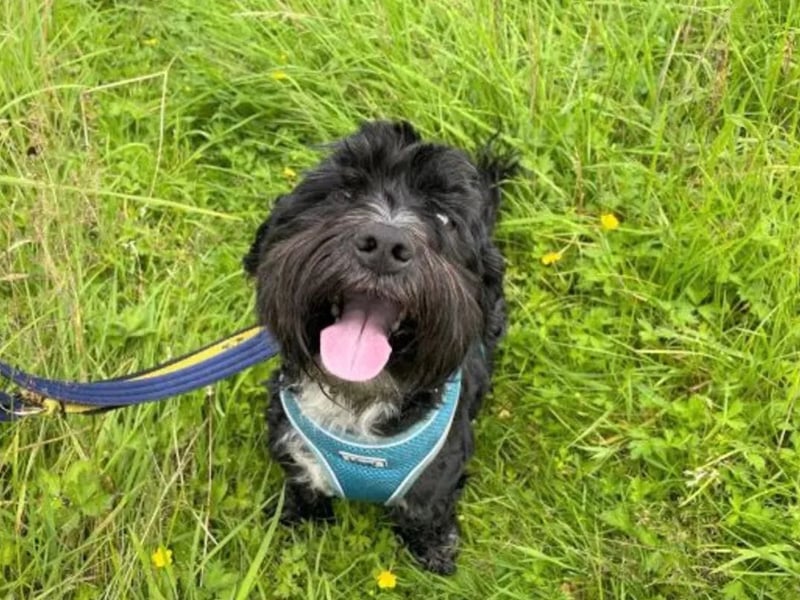 Lenny is an 8 year old Shih Tzu cross and is a nervous boy who needs time and space when meeting new people. Once he trusts you, he will happily be your best friend. Lenny is looking to live in a calm adult only home and to be the only pet in the house. Lenny is a playful boy and knows how to have fun, he enjoys playing with his teddies or trying to catch a bouncy ball. He would like a nice safe garden where he can potter around off his lead or enjoy laying in a sunny spot. 