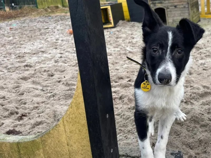 Jack is a 5-month-old Border Collie and arrived with very little background history. He is looking for an experienced home who can continue his training and help build his confidence. Jack is looking for a home as the only pet so his owners can focus on him 1:1 to help him grow into a confident dog. Jack could live with children aged 14-years-old and over and would like a calm and quiet household where he can flourish. He will need to have his own enclosed garden so he has got a safe space to explore the outside world.