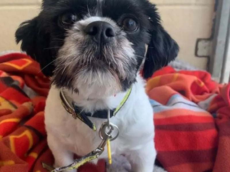 Grace is a 2 year old Shih Tzu who is looking for a quiet and understanding family. She is an extremely worried girl and is looking for a home that has a very secure garden with direct access from the house. Because of how nervous Grace is she will need an area of the home where she can stay in for a period of time whilst she settles in to her new surroundings. This would ideally be a kitchen area which has direct access out to the garden where a small section may need to be enclosed whilst she settles in. Grace needs to be the only pet in an adult only home.