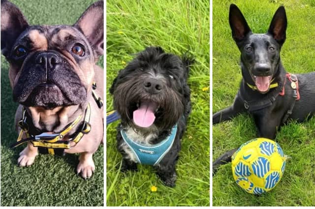 These dogs are looking for a new home for Christmas.