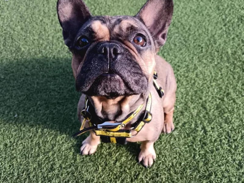 Bonnie is a sweet 4-Year-Old French Bulldog. Bonnie can be a worried girl and would like a family who can take things at her pace. She can live with children aged 16-Years-Old and above and would like to be the only pet in the home. She is quite happy to pass by other dogs, however does not show any interest in making doggy friends. She is quite happy to sit on the sofa for a gentle fuss and would like a home with her own garden to explore and sunbathe in. She would like someone at home for most of the day as she is not used to being alone and would need this built up gradually. Bonnie is happy to travel in the car, but may need some help getting in.
