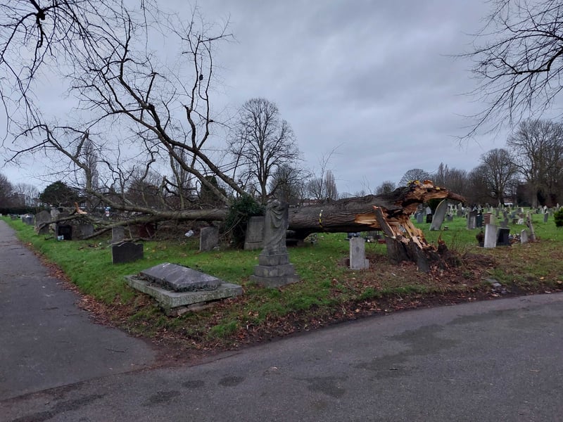 The tree will be removed later this week
