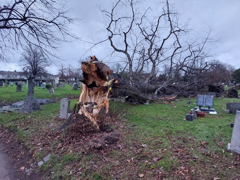 The tree which has fallen over in Kingston Cemetery following the weekend's Storm Darragh