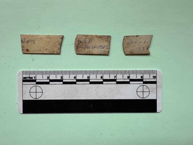 The fragment of a Red Campion plant tag left behind after the Glasgow Garden Festival 1988. The find is a super rare trace of the extravaganza which drew more than 4 million people that summer. 