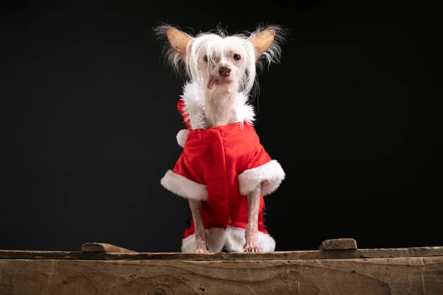 Muppet is officially the UK's ugliest dog.