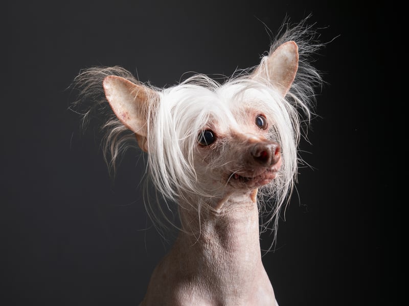 Muppet comes from a long line of ugly dogs.