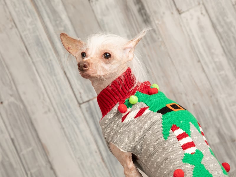 Muppet shows off his Christmas jumper.