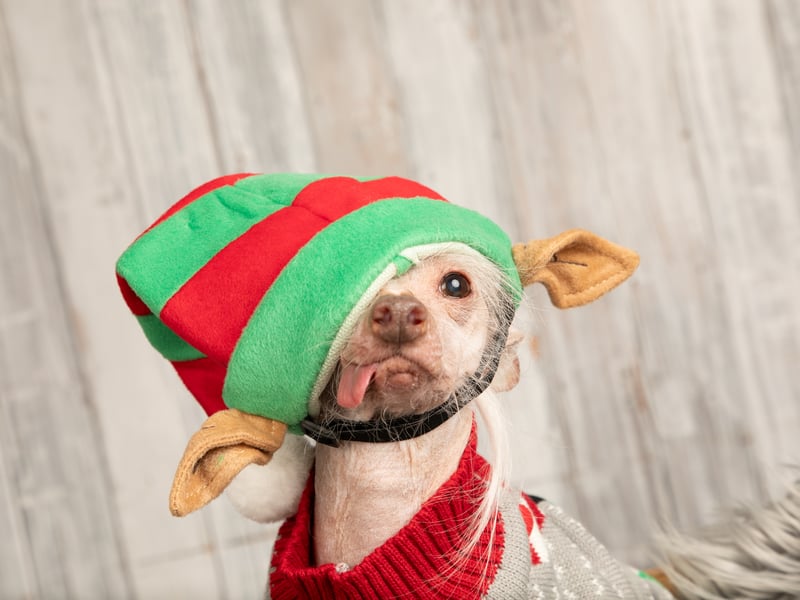 Muppet the Christmas elf!
