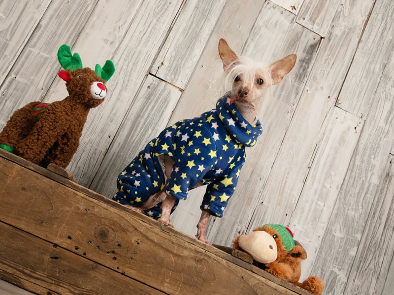 The award was the perfect early Christmas present for Muppet.