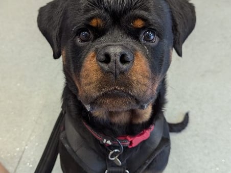 Sheldon is looking for a home that has a large garden. He cannot be rehomed with children and children under the age of 18 cannot visit the house.