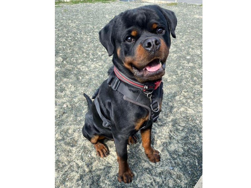 The RSPCA said: "He is good with his people he knows and makes friends quickly but he can be reactive to strangers and can sometimes bark and lunge. 
"He is a big boy so would need someone strong enough to hold onto him and who is prepared to make space from people when needed." 