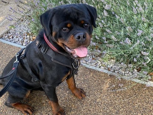 The Stubbington Ark said: "Our gorgeous boy Sheldon is a big playful lump and a joy to be around. After not being exposed to much of the outside world before coming into us, understandably Sheldon can be worried by strangers and some dogs"