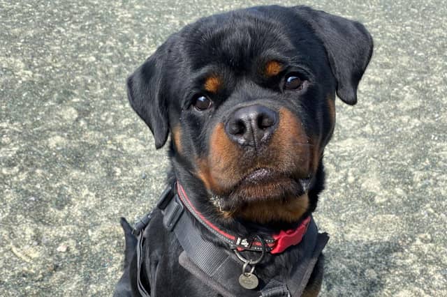 This gorgeous two-year-old rottweiler is searching for a loving home.