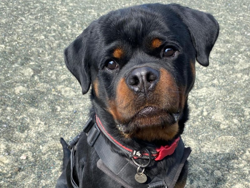 This gorgeous two-year-old rottweiler is searching for a loving home. 