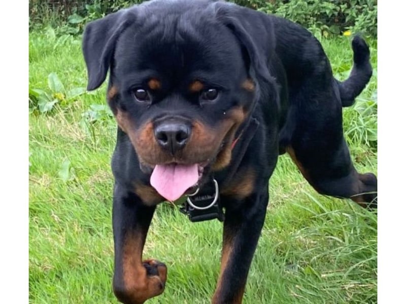 Sheldon has a stage 4 heart murmur, he will need to have check ups every 6 months and a heart scan annually.