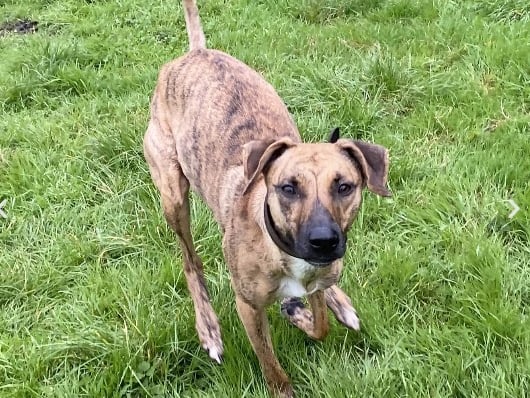 The RSPCA Stubbington Ark said: "Marley is reactive to other dogs, she is responding well to training here at the centre and learning to be calm at a distance from other dogs, we strongly recommend this training is continued in the home." 