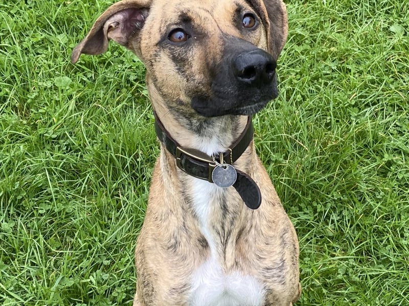Marley is 'a sweet and gentle girl who loves her human friends. She walks well on the lead and responds well to training. She loves to chase a soft toy and have zoomies in an off lead area but would also love to curl up next to someone on the sofa after a walk.'