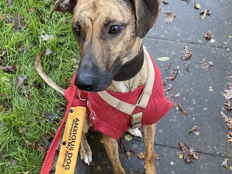 Marley is a young female lurcher who is looking for a home that has a private enclosed garden with a 6ft fence, ideally in a quiet area. 