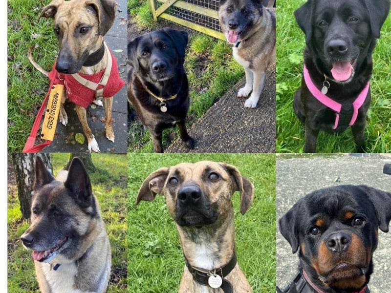 The Stubbington Ark is looking for new homes for a range of lovely dogs - can you help? 