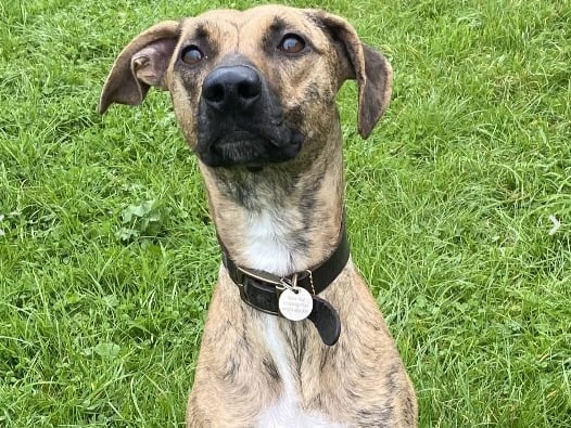 Marley should live with adults only due to her showing signs of resource guarding high value items but would be ok to have secondary school aged supervised visiting children. 