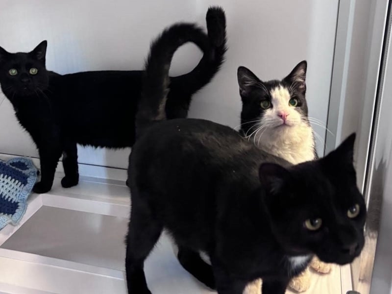 Meet Juno, Rino, and Bruno. This inseparable trio loves toys, grooming sessions and keeping people company. They’re looking for a forever home together, ideally with a family or couple, and would love a garden to explore once settled. Perfect companions, especially for those who work from home.