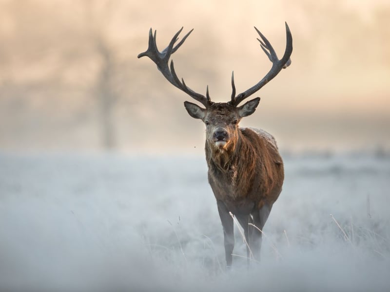 What better way to extend the holiday cheer than by meeting some red deer? While these might not be like the ones that accompany Santa on his journeys, they are still very impressive. Encountering red deer in their natural environment is so thrilling, especially stags with their striking antlers. For an unforgettable opportunity to get up close with Scotland’s largest land mammal, visit the Galloway Red Deer Range. Located beside the Galloway Wild Goat Park, it invites the whole family to marvel at these majestic creatures in their natural habitat. Open every day of the year, the Red Deer Range offers free entry. 