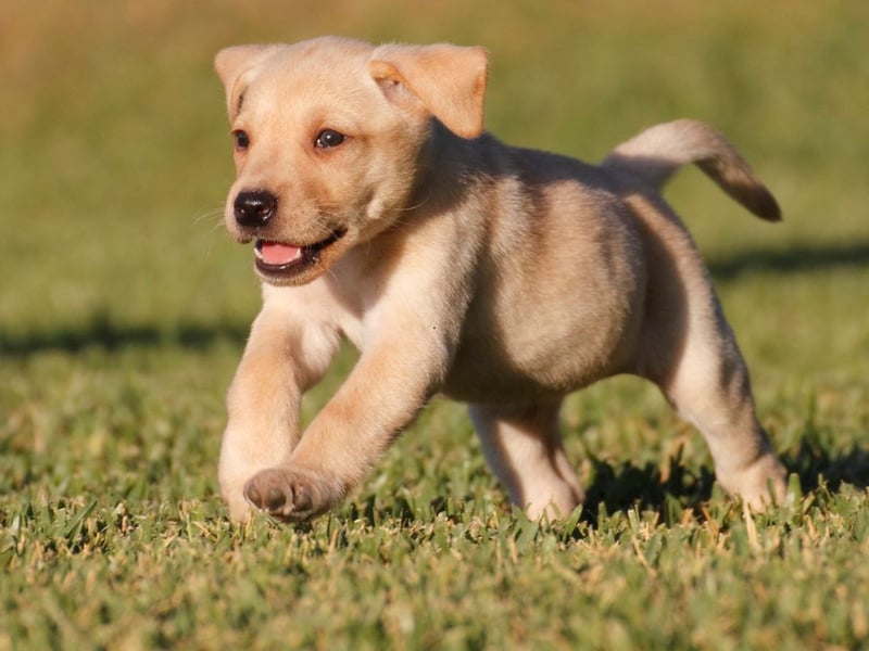 Meaning 'companion', what better name for man's (and woman's) best friend than Buddy?