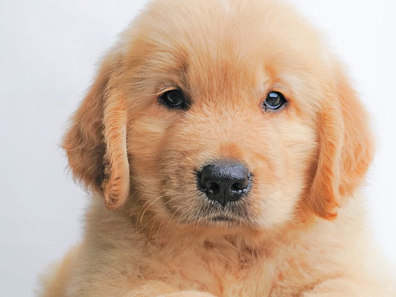 Milo was the name of the dog in Jim Carrey movie 'The Mask' and is popular with dog owners today. The third most popular puppy name in the UK is a Germanic name meaning 'soldier'.