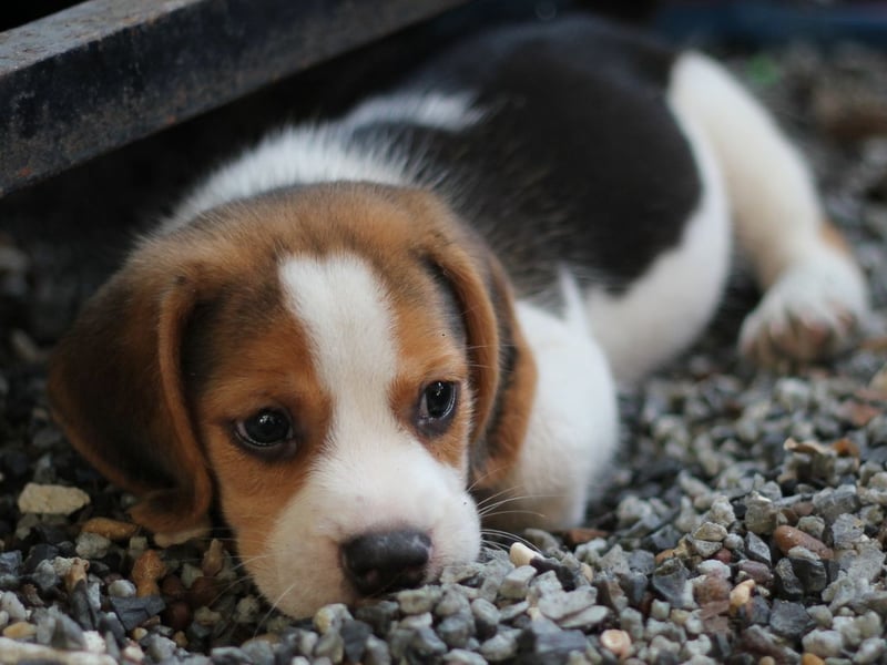 The most popular name for new puppies for yet another year is Luna. It's a name of of Latin origin, meaning 'moon'.