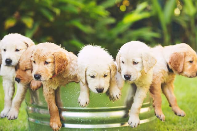 What puppy names have been most popular this year?
