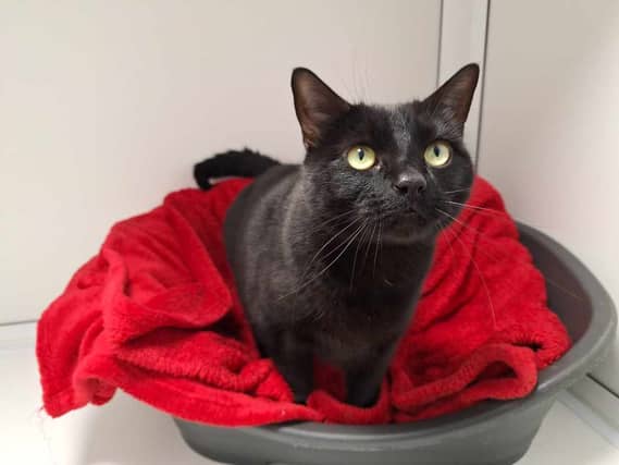 Lady is a sweet and affectionate six-year-old who loves fuss, comfy beds and window-watching. She’s calm, easy-going, and a perfect companion who’ll happily shadow you throughout the day. Lady wants a quiet home filled with love and a garden to explore once she’s settled.