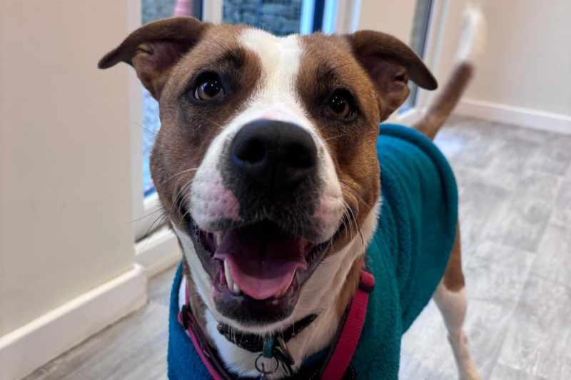 Ruby is a gentle two-year-old Staffie Cross who came to the centre pregnant. She has since seen her 10 puppies adopted by new families. Ruby has been through a lot in her short life, making the world seem pretty scary - but she's hoping to catch up on some TLC. She would thrive as the only pet in a calm household.