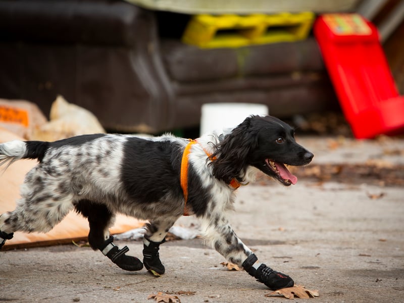 Police dog Ossi undergoes his training