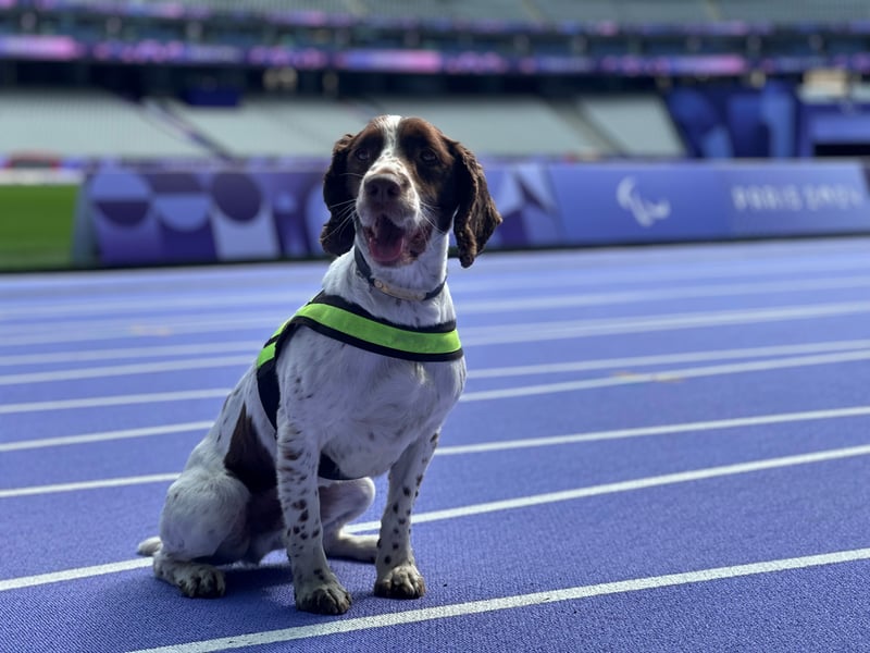 Police dog Cody on patrol at the Stade de France