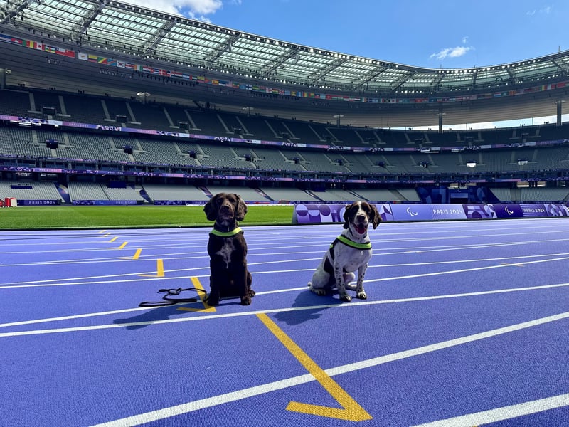 Good dogs! Cody and Arlo doing their work at the Stade de France.