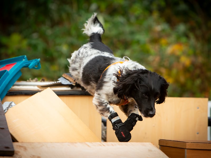 Police dog Ossie gets put through his paces at training.