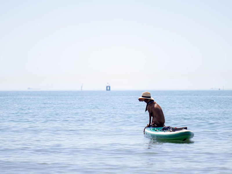 Horatio the dog sailing on a paddle board in Southsea on June 26, 2024.