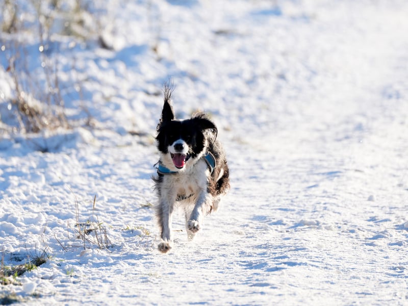 A dog enjoys a run around in the snowy Pentland Hills.