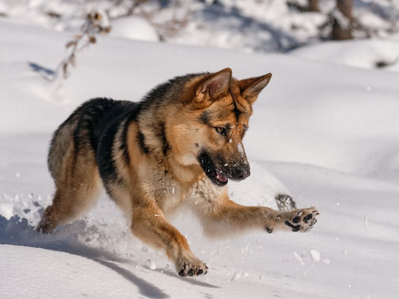 Catrin advises: “Even when we think that the weather is bearable, the same may not be true for your pet. When out and about in the winter months, it’s vital to keep an eye on your dog’s comfort. Important signs that your dog may be too cold include shivering, whining, reluctance to move, holding paws up, seeking warmth, or acting disoriented. If you see any of these, head home immediately and warm up. If symptoms continue, contact a vet for guidance to help prevent any cold-related illnesses.”