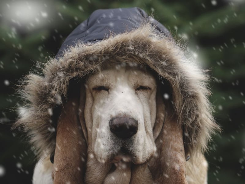 Catrin says: “Winter storms with heavy rain and strong winds are unpleasant for everyone - but they can be especially challenging for our pets. Some dogs can sense when the pressure in the air changes before a storm or heavy downpour and may show signs of distress and anxiety as their natural ‘fight or flight’ senses kick in. Being outdoors during extreme stormy weather is a risk for humans, let alone pets. Not only should you not walk your pooch during storms but you should also avoid letting them into the garden unsupervised as distress caused by storms may increase the risk of some pets trying to flee in an attempt to find safety. Try to provide a safe area in which your furry friend can retreat if the wind is bothering them. A comfy, enclosed bed or a crate draped with a blanket can help your pet feel safe and secure. Playing soothing sounds, such as reggae or classical music, is known to help dogs relax in times of stress.”