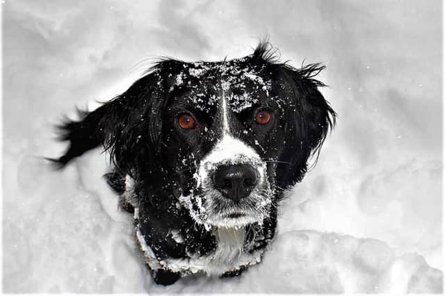 Walking dogs in the snow can present some challenges.