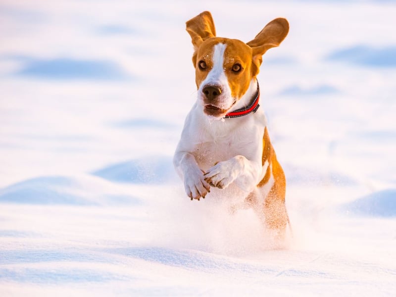 Catrin says: “Don’t let your dog near any frozen bodies of water as they could risk drowning if the ice breaks. Keeping them on a lead will also ensure that you can steer your pooch away from any dangerous areas.”